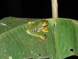 Male tree frog