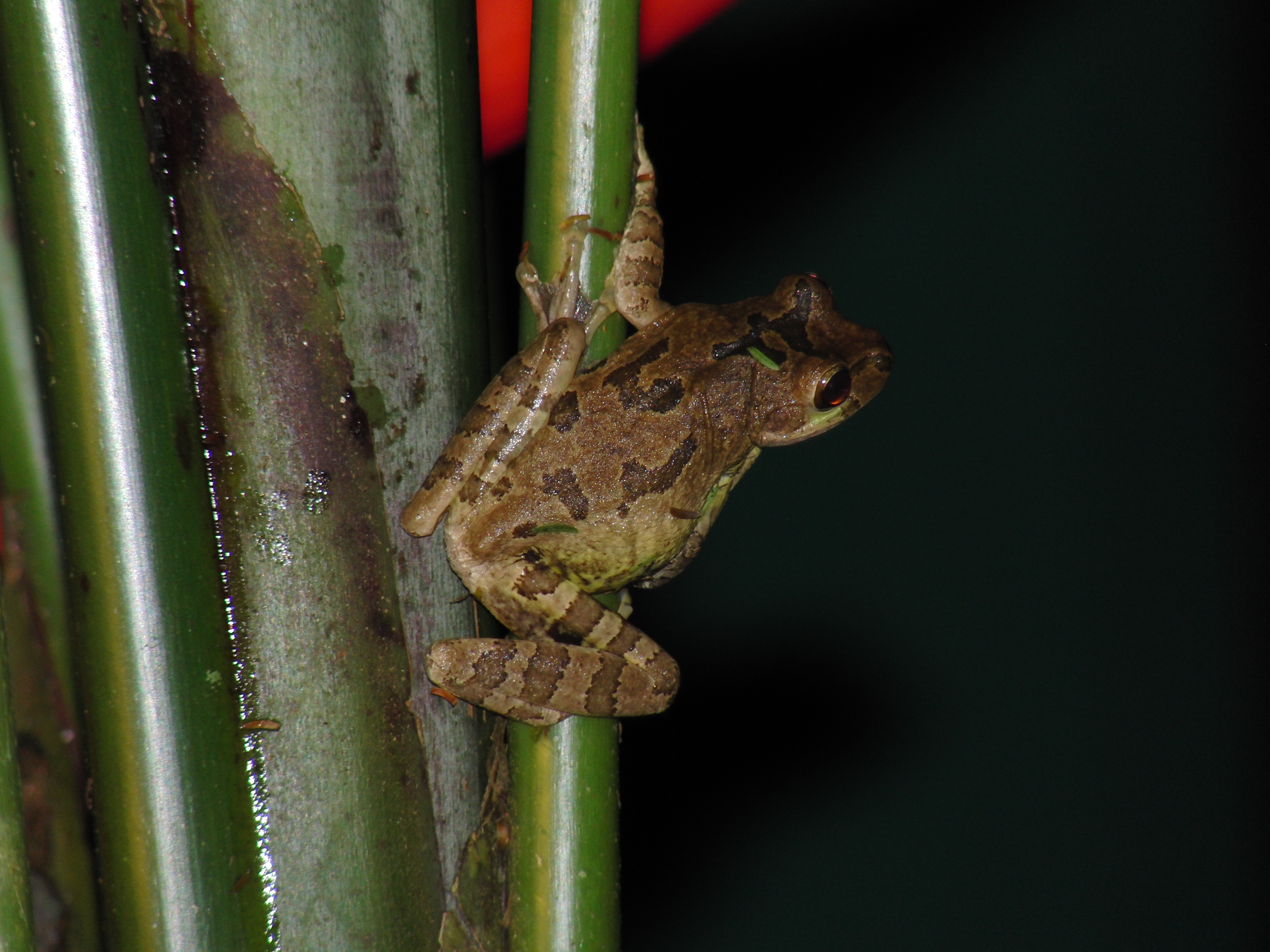 Tree frog