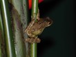 Tree frog
