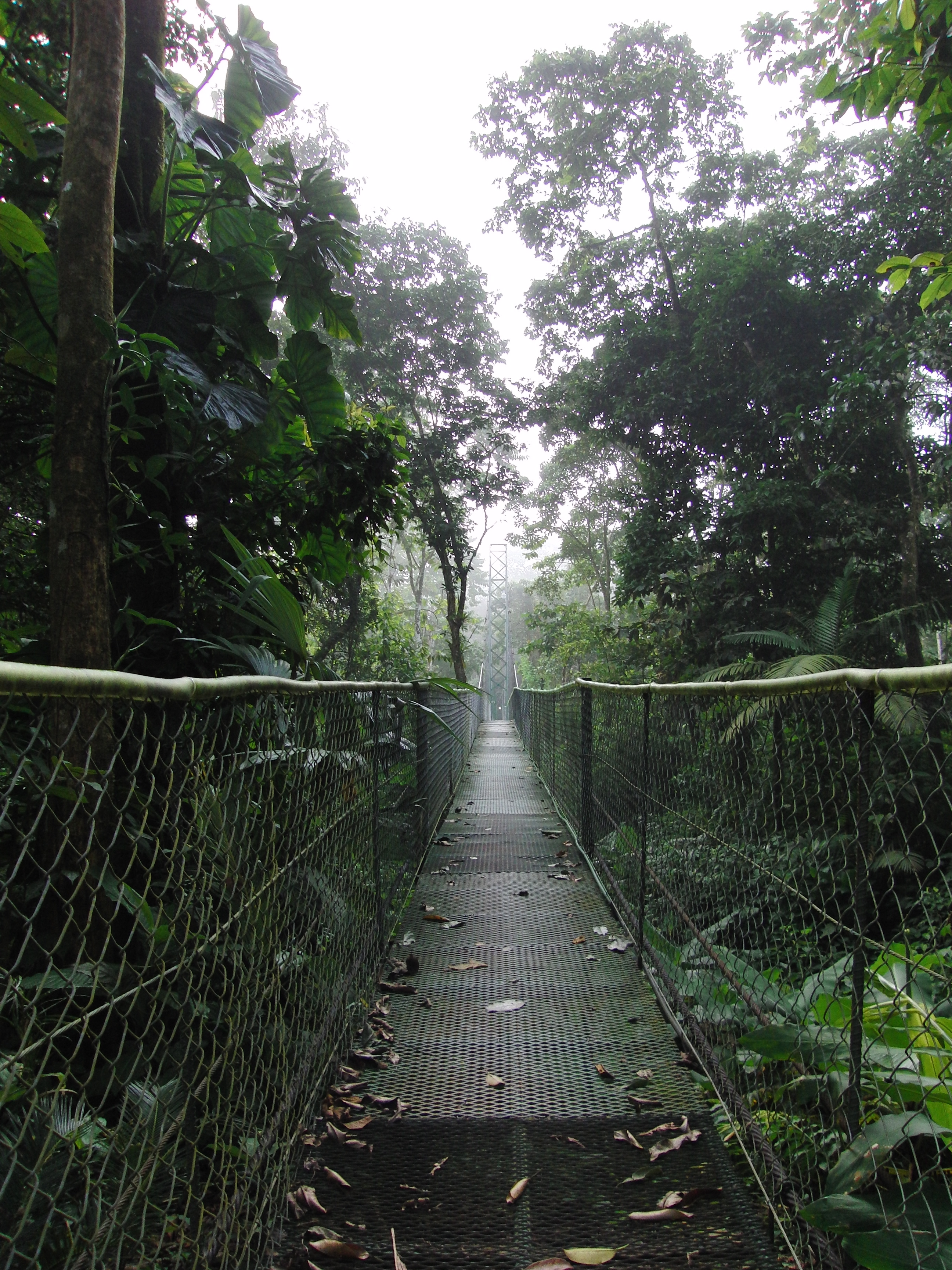 Suspension bridge at Selva Verde
