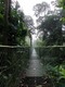 Suspension bridge at Selva Verde