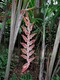 Cool plant