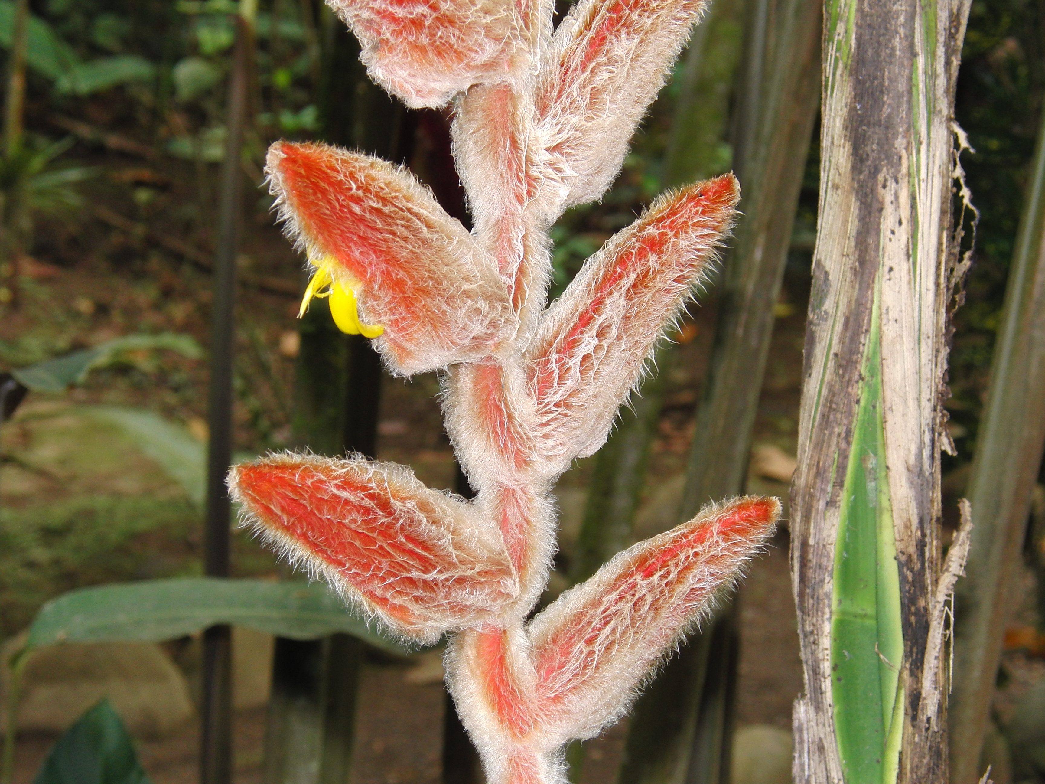 Cool plant close-up