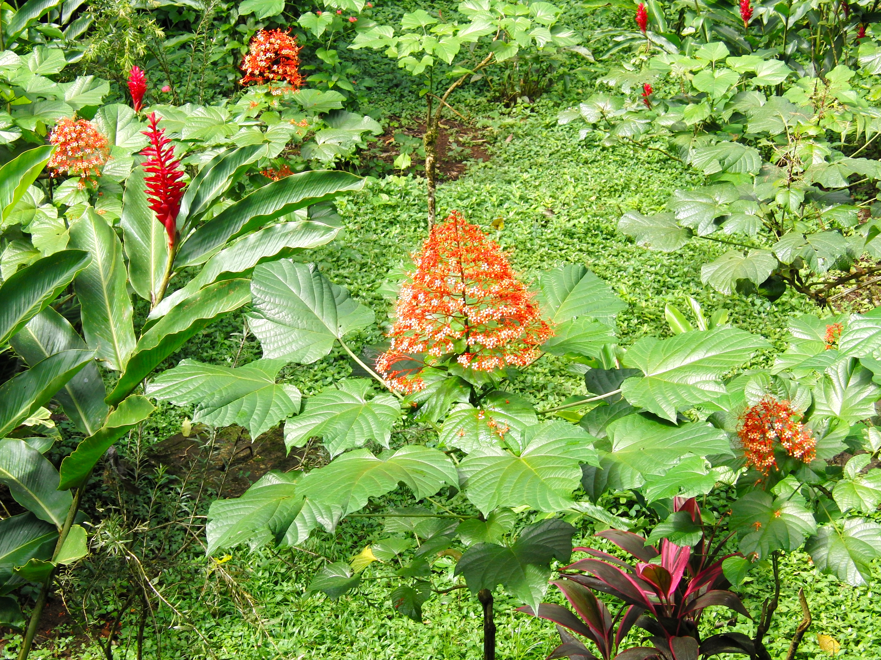Flowers at Selva Verde