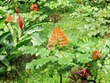 Flowers at Selva Verde