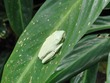 Tree frog