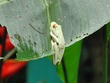Tree frog