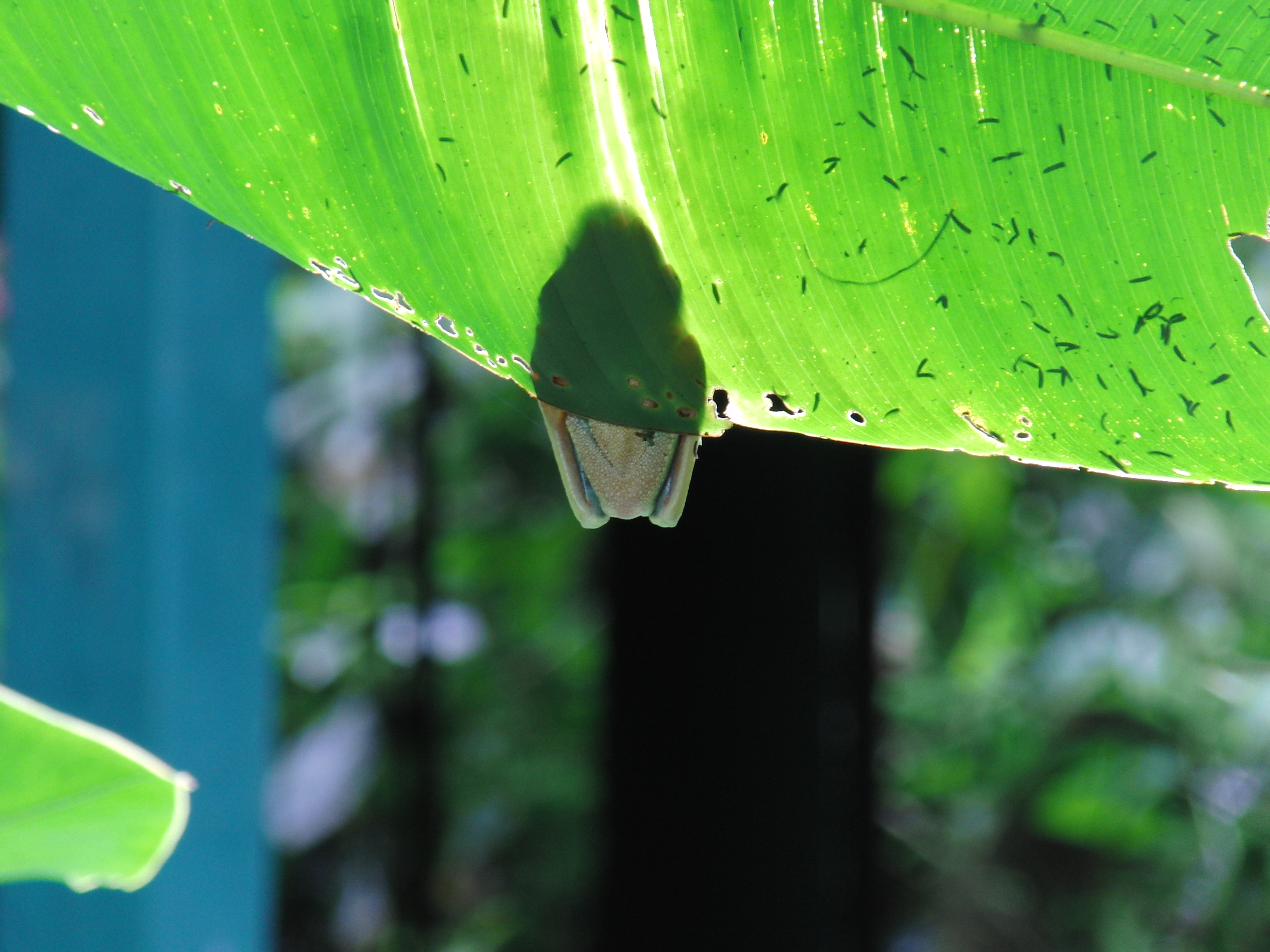 Tree frog