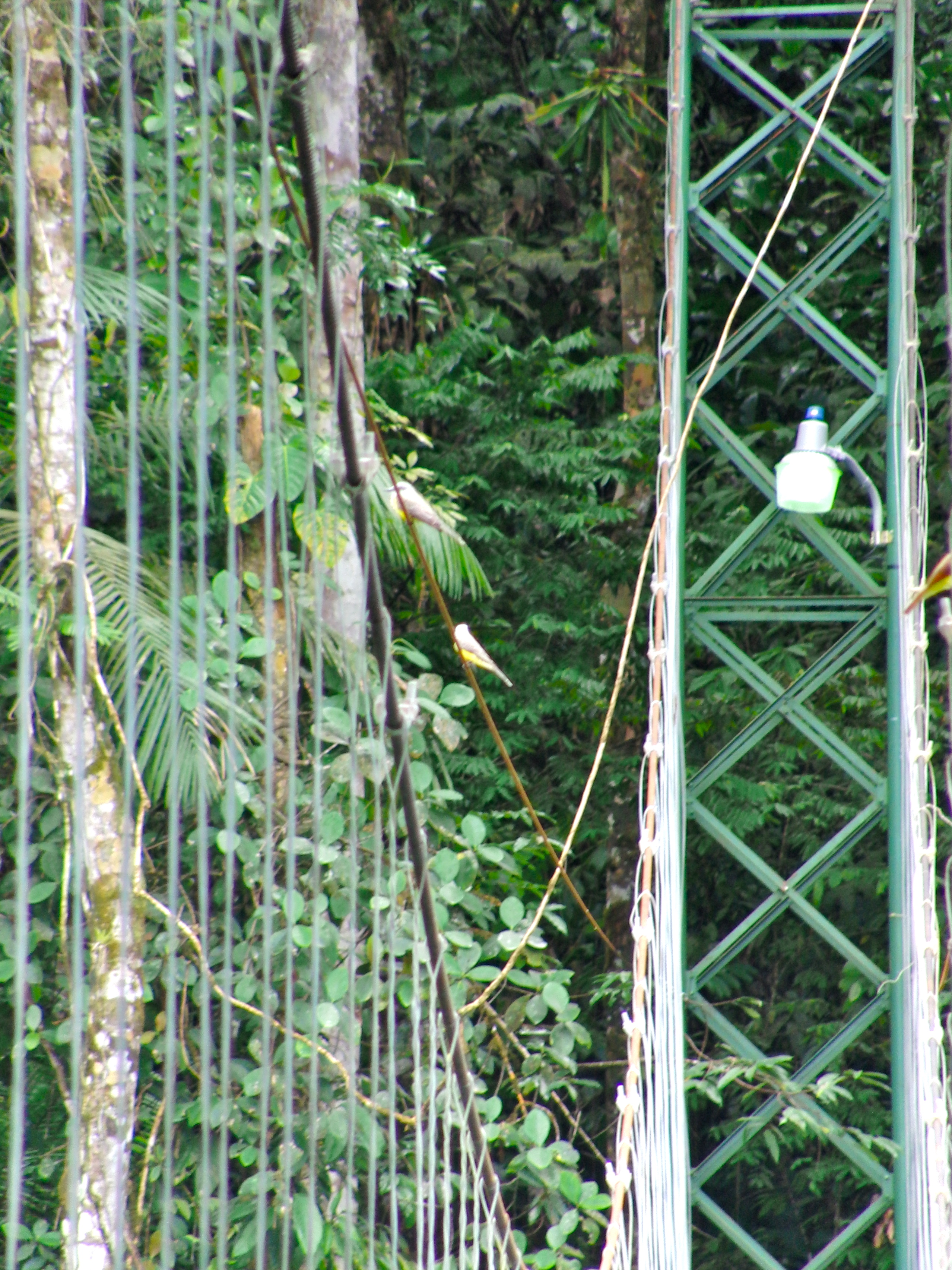 Flycatcher