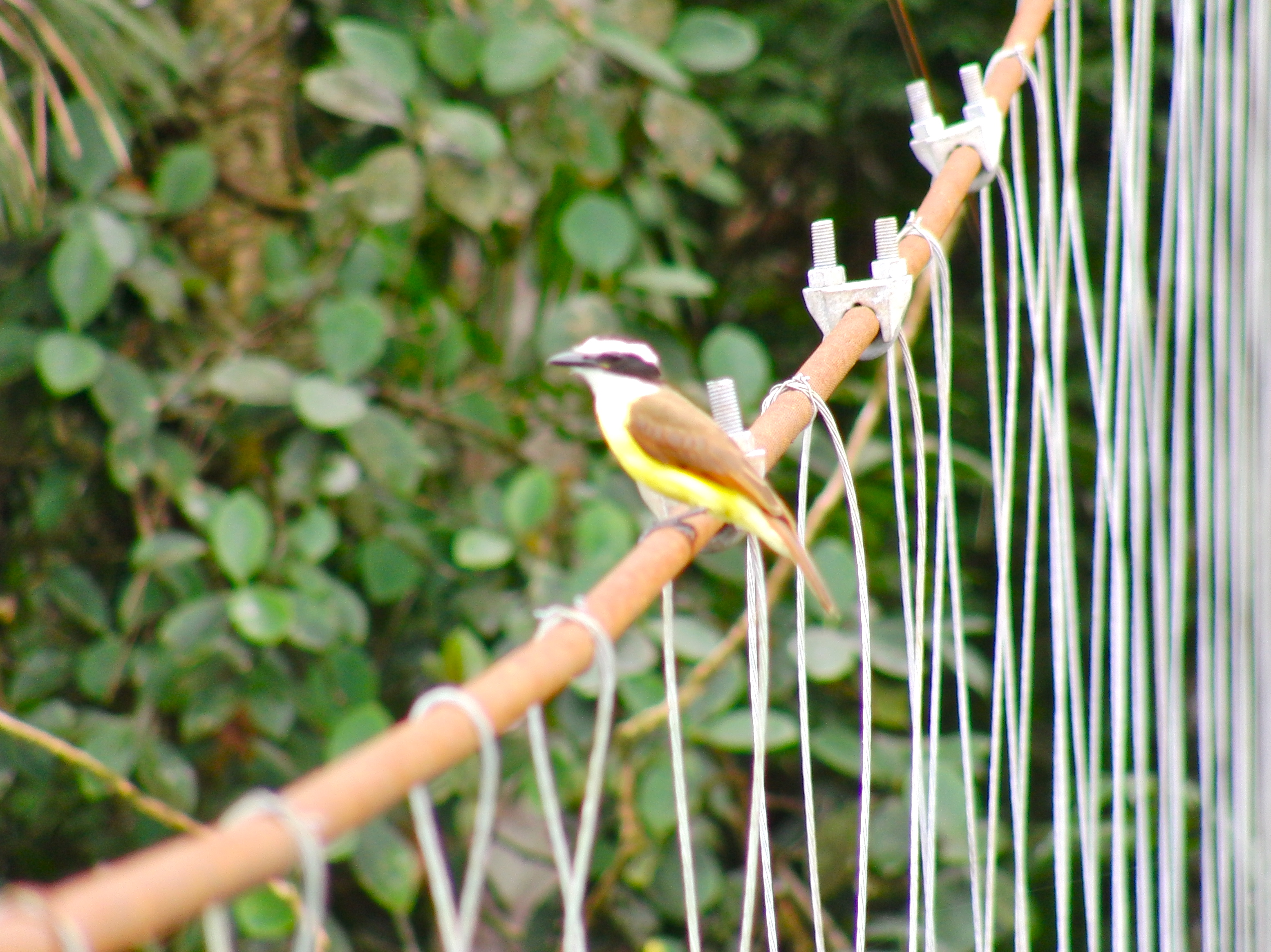 Flycatcher