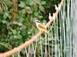 Flycatcher
