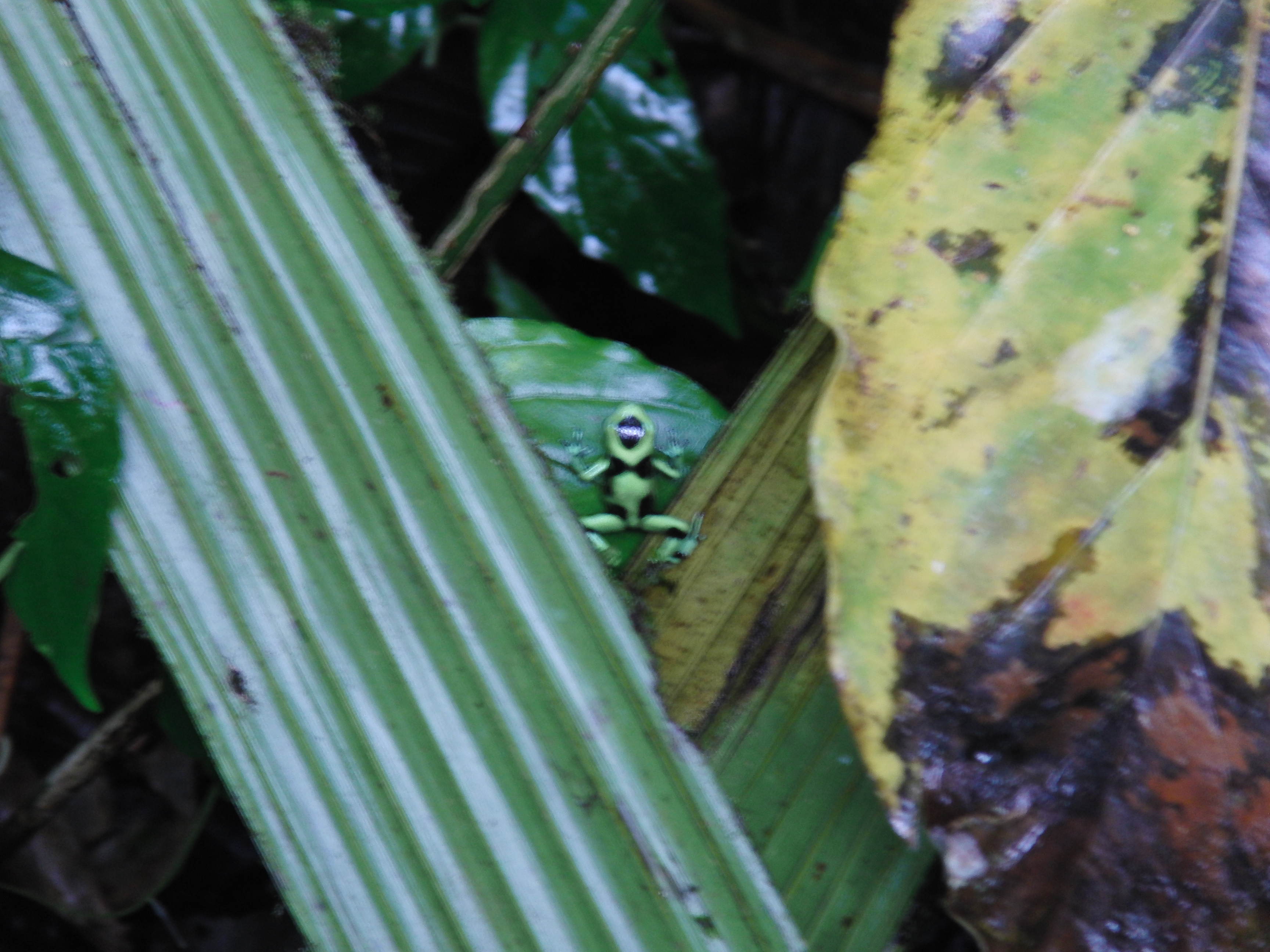 Gree poison dart frog