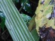 Green poison dart frog