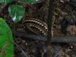 Millipede