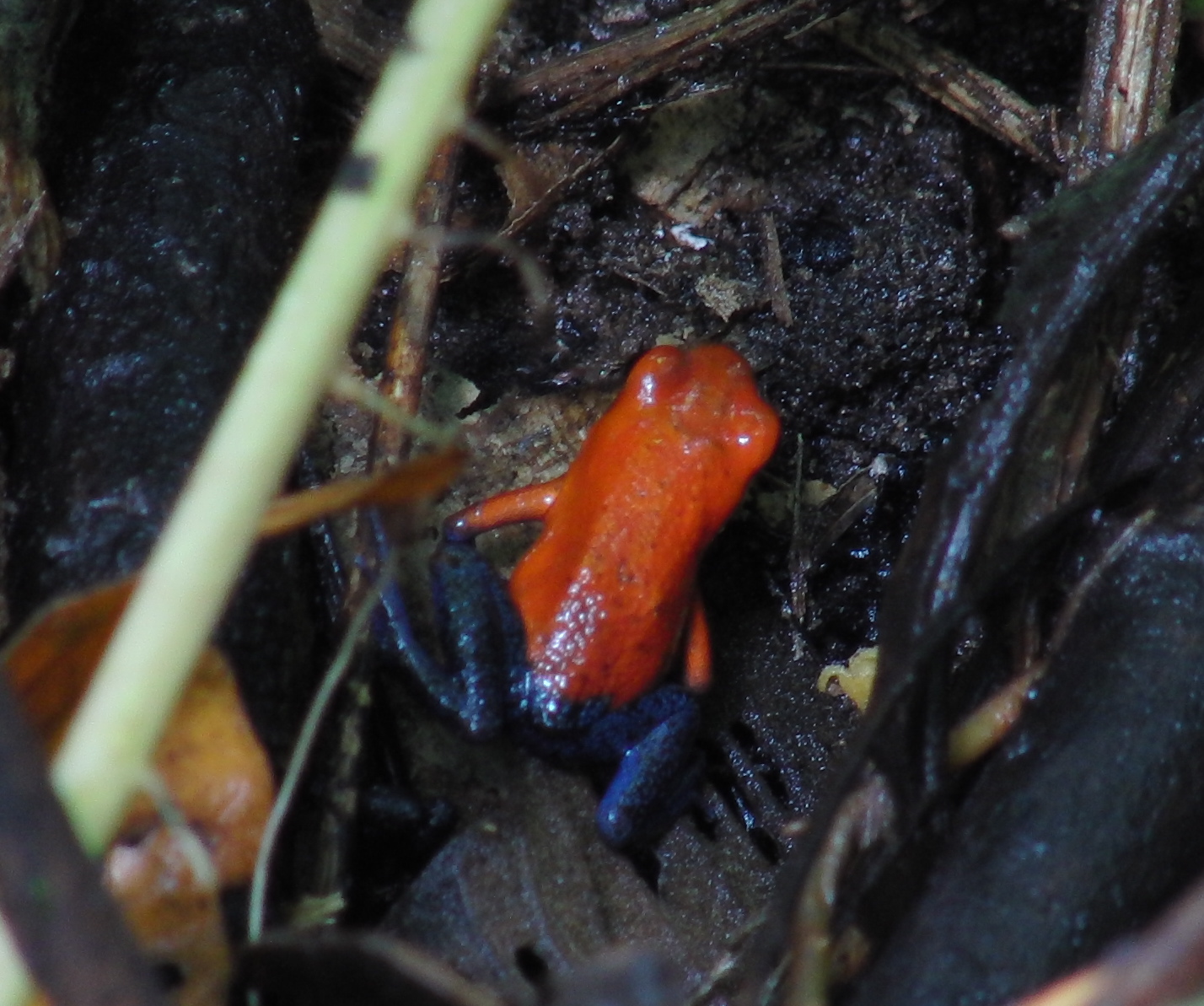 "Blue jeans" poison dart frog