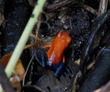 "Blue jeans" poison dart frog