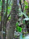 Tree fungus