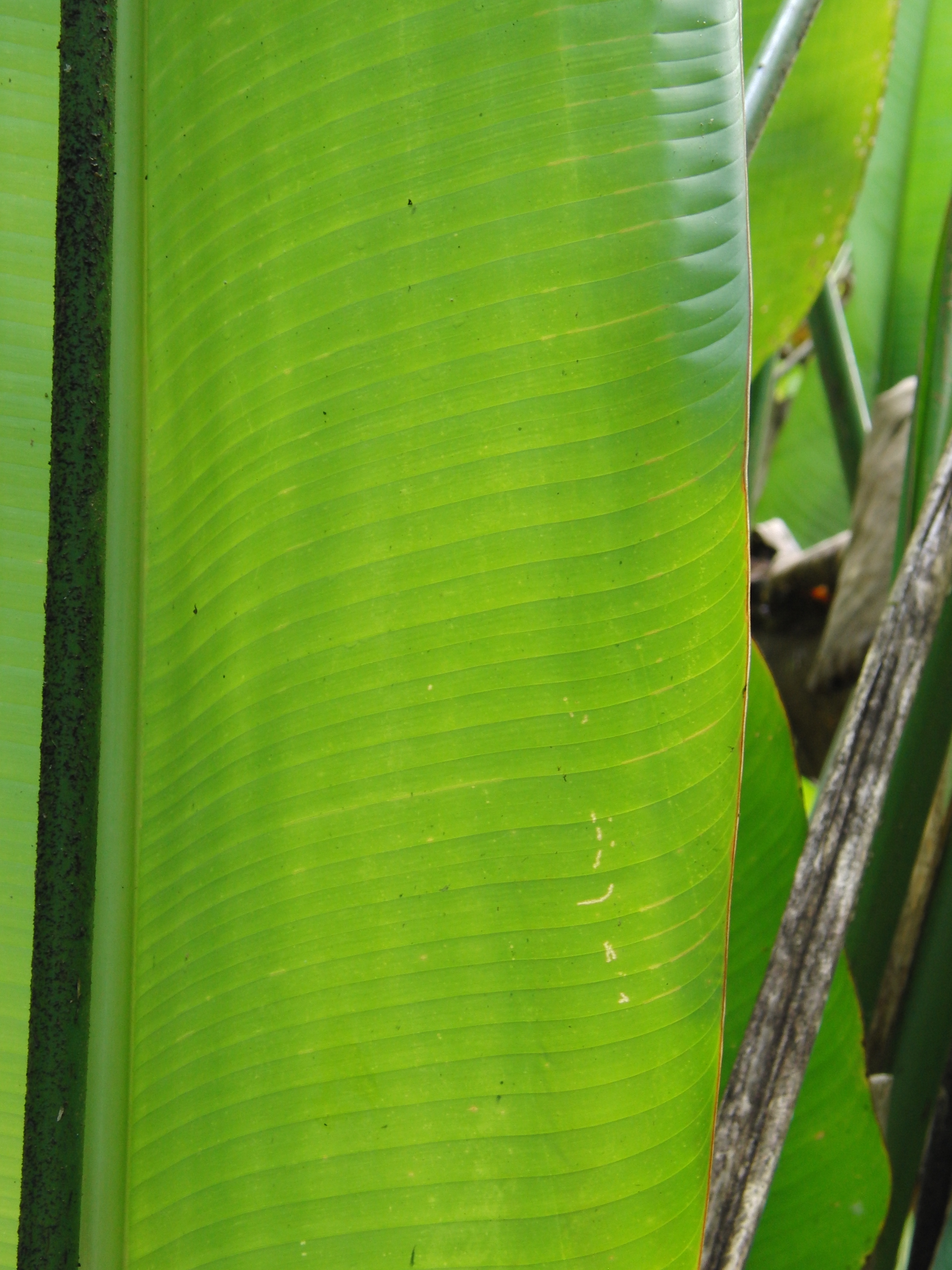 Nice leaf