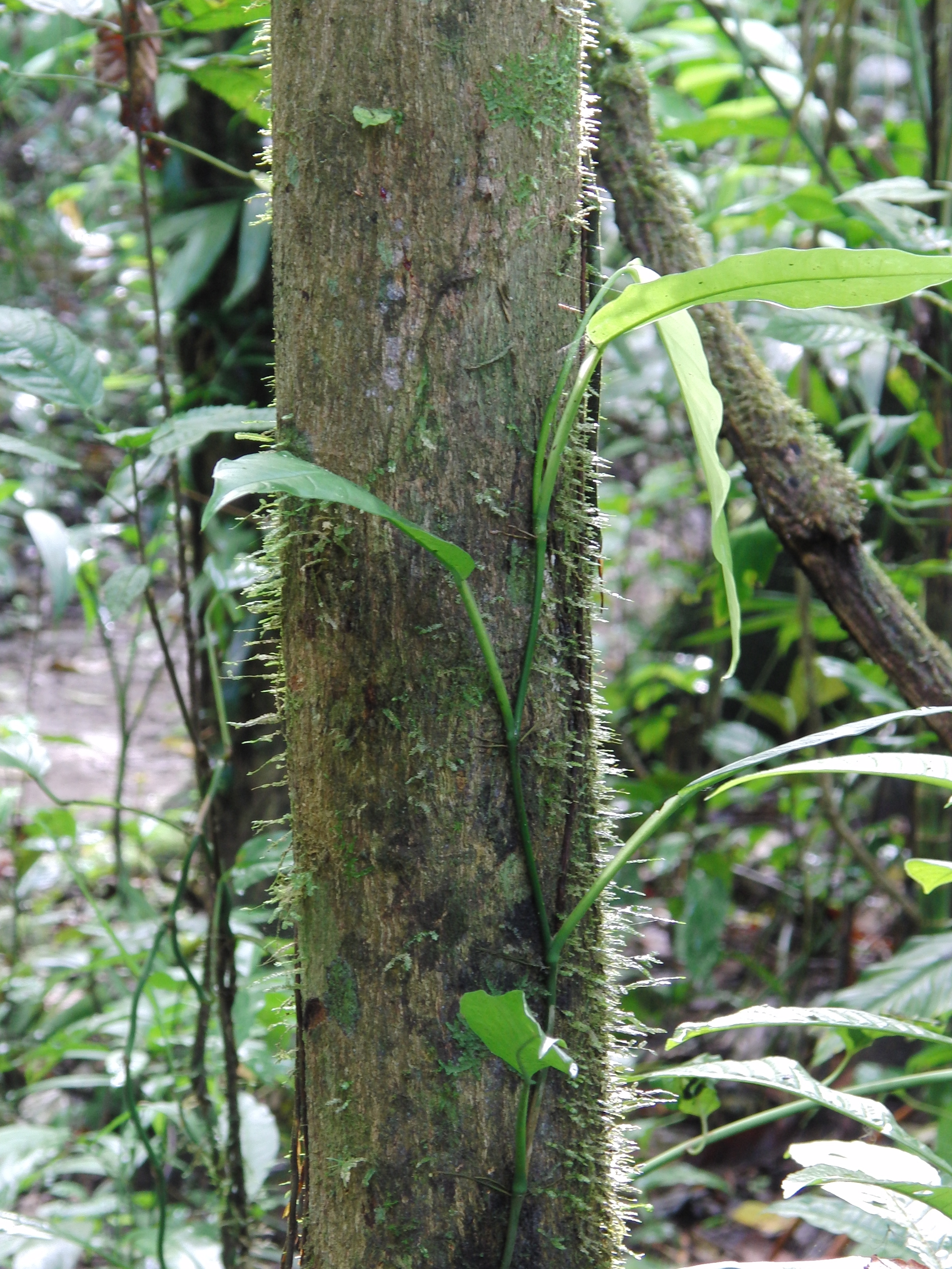 Hairy tree