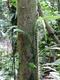 Hairy tree