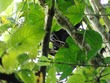 Howler monkey