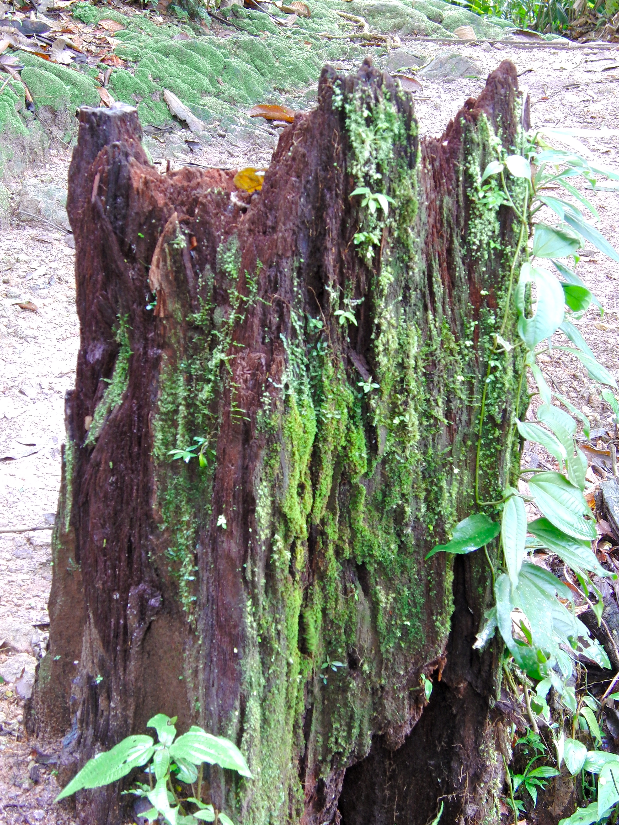 Stump