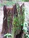 Stump