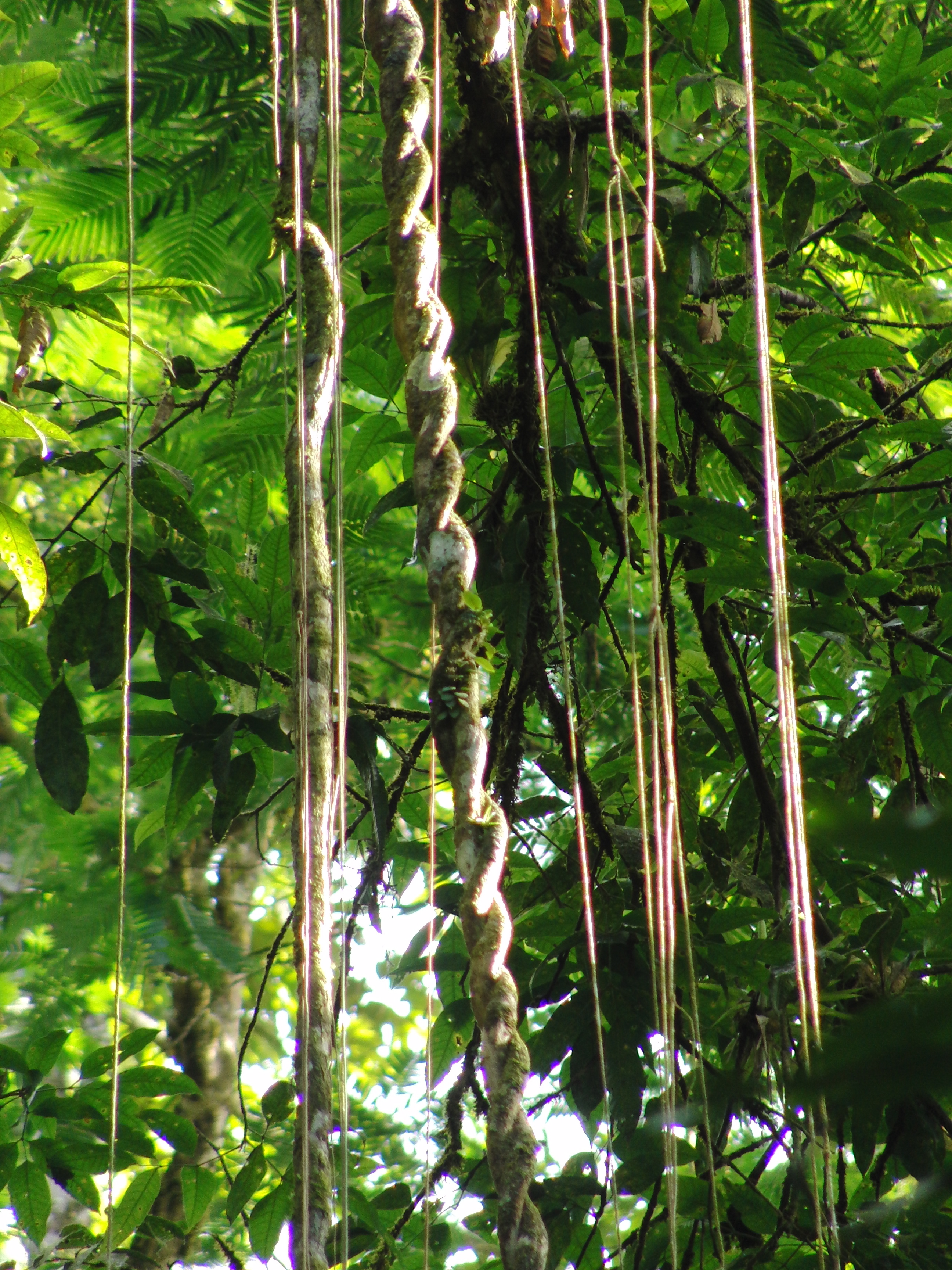 Vines