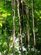 Vines