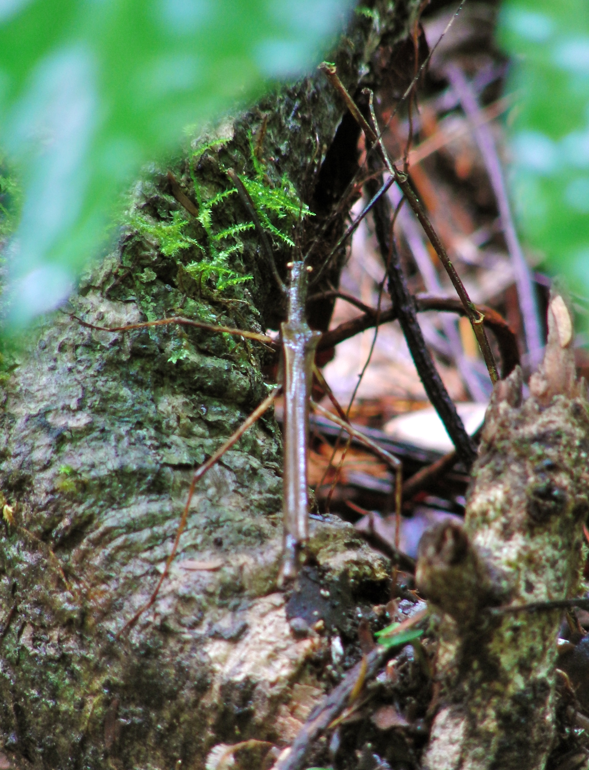 Stick bug