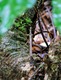 Stick bug