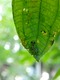 Glass frog