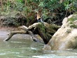 Anhinga