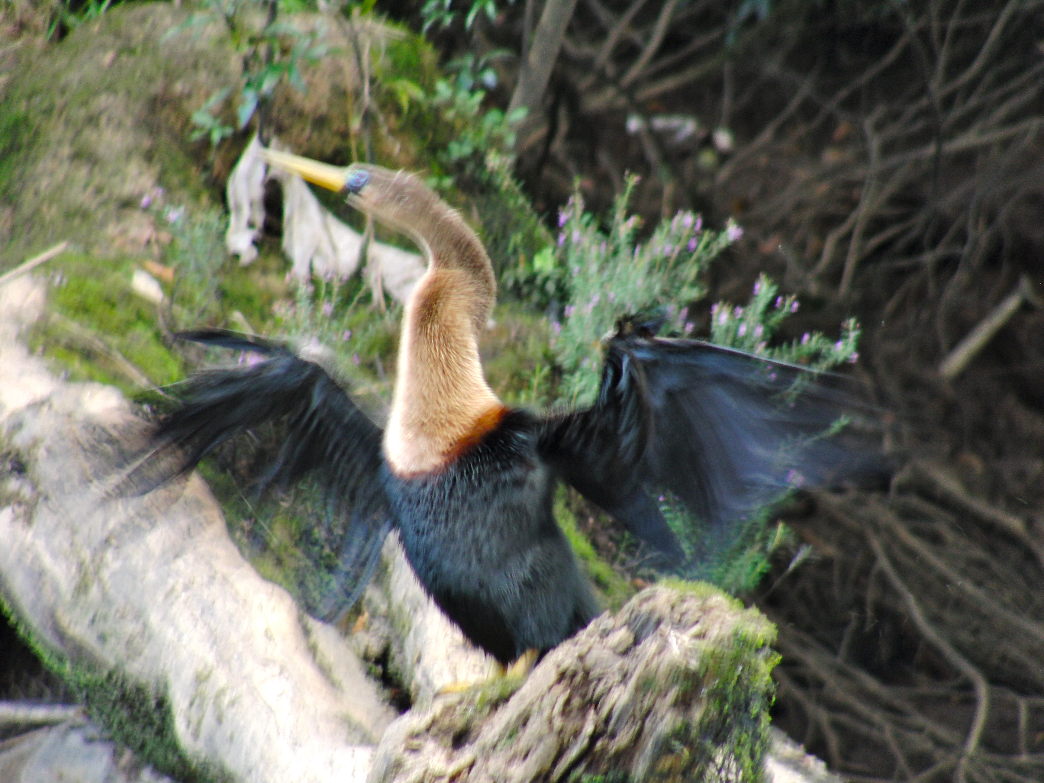 Heron