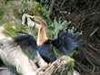 Anhinga