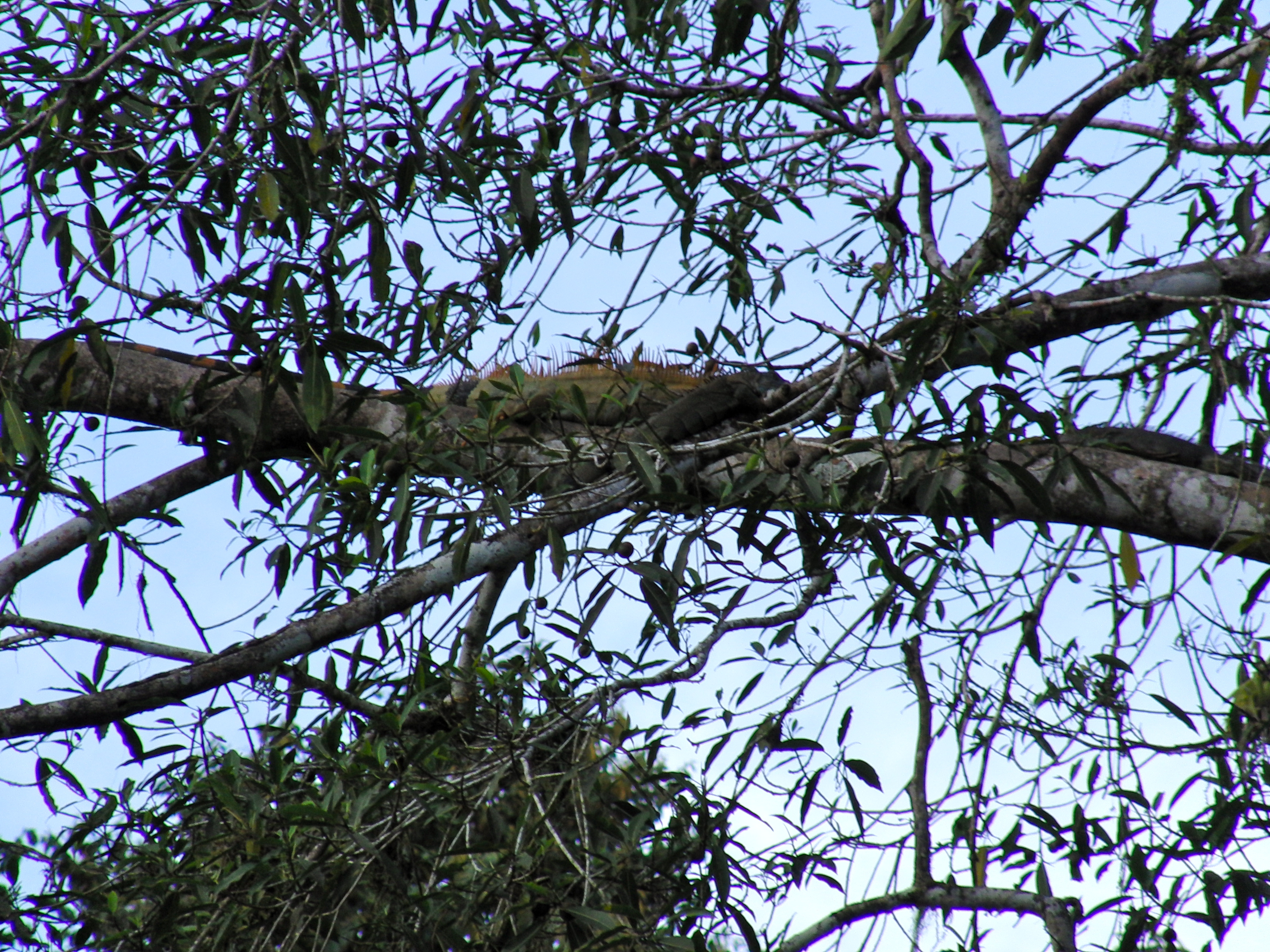 Iguana in the tree