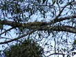 Iguana in the tree