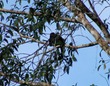 Howler monkey