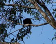 Howler monkey