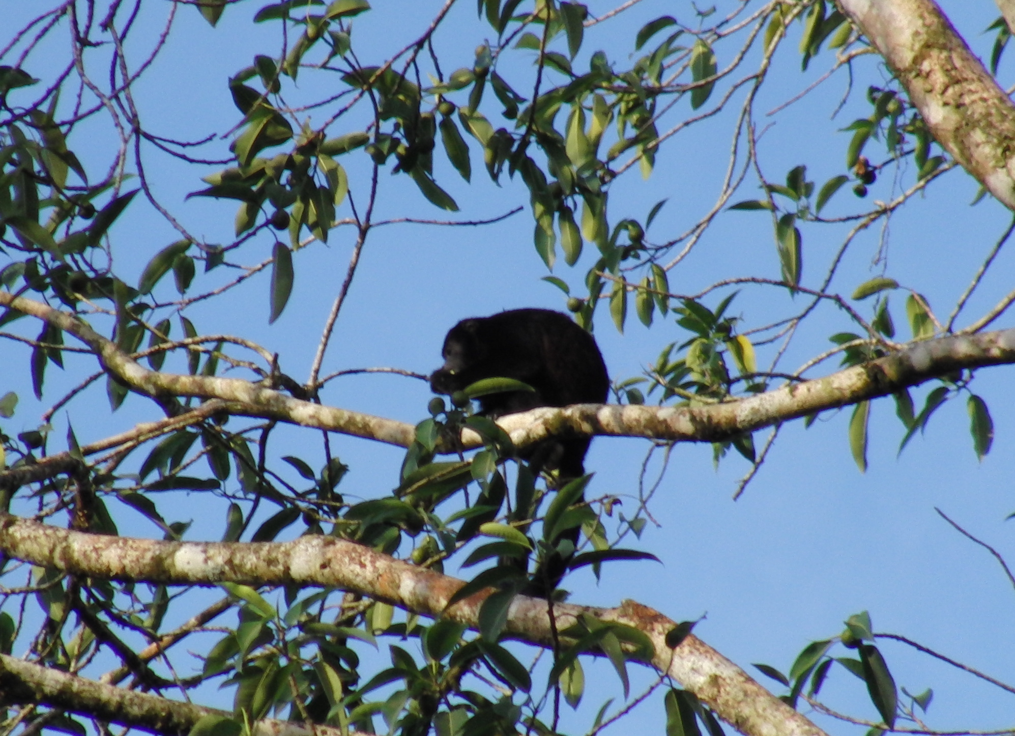 Howler monkey
