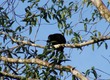 Howler monkey