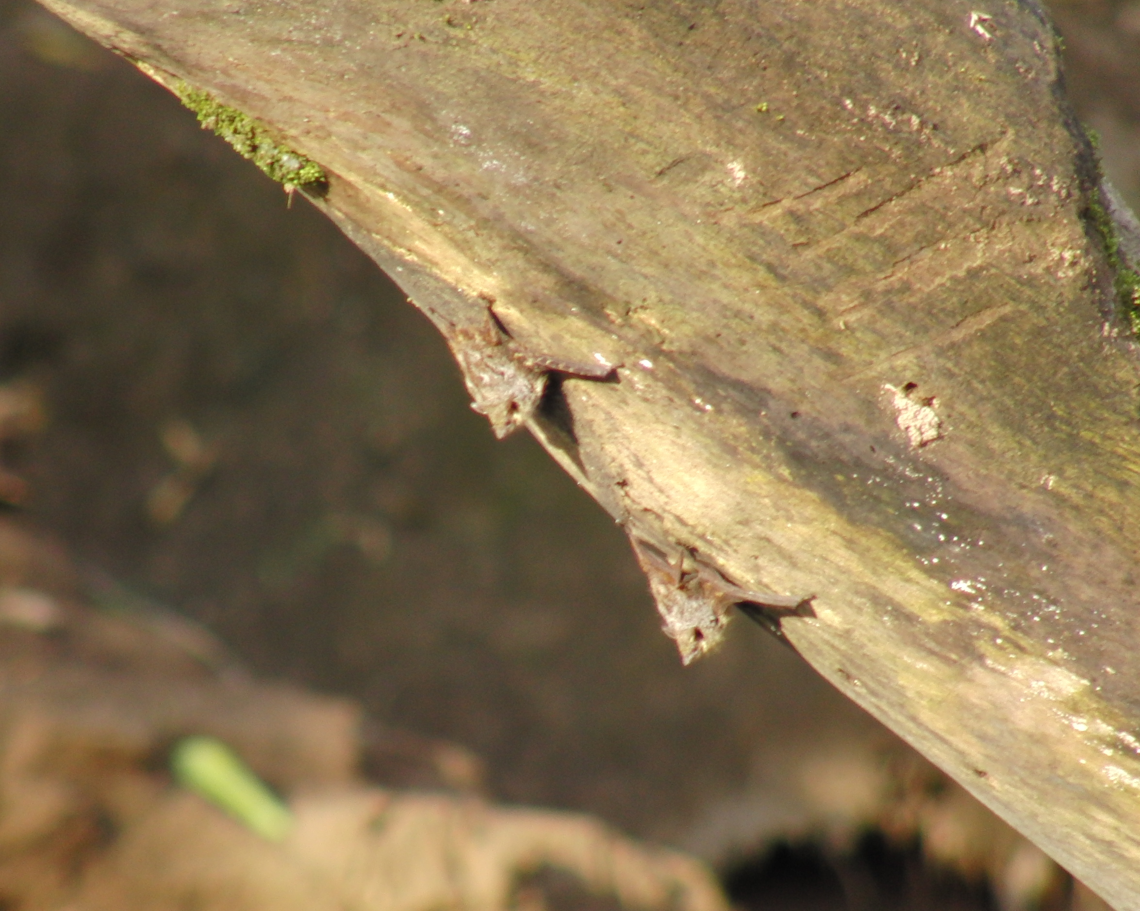 Long-nose bats