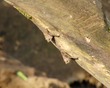 Long-nose bats