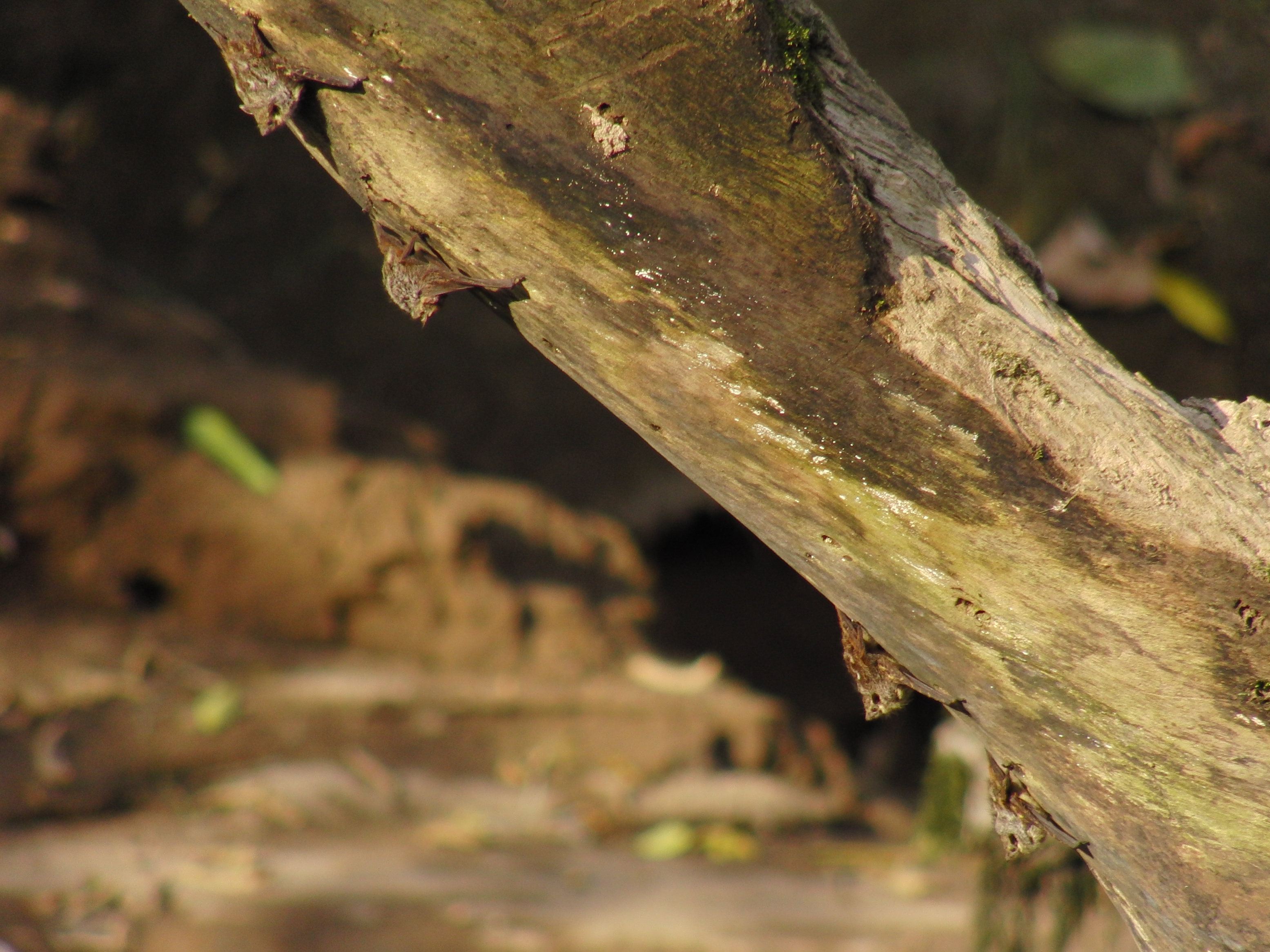 Long-nose bats