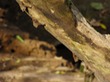 Long-nose bats