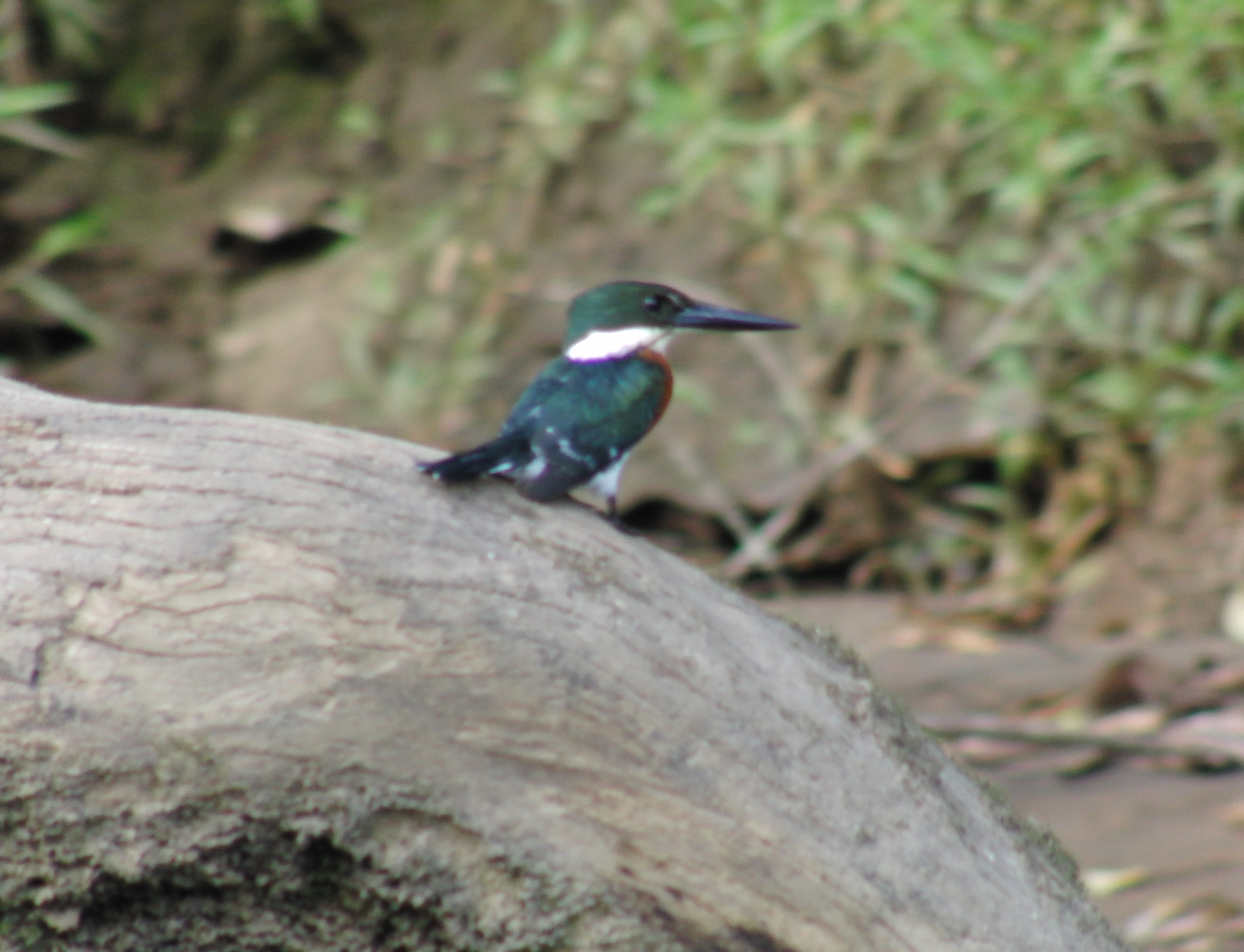 Kingfisher