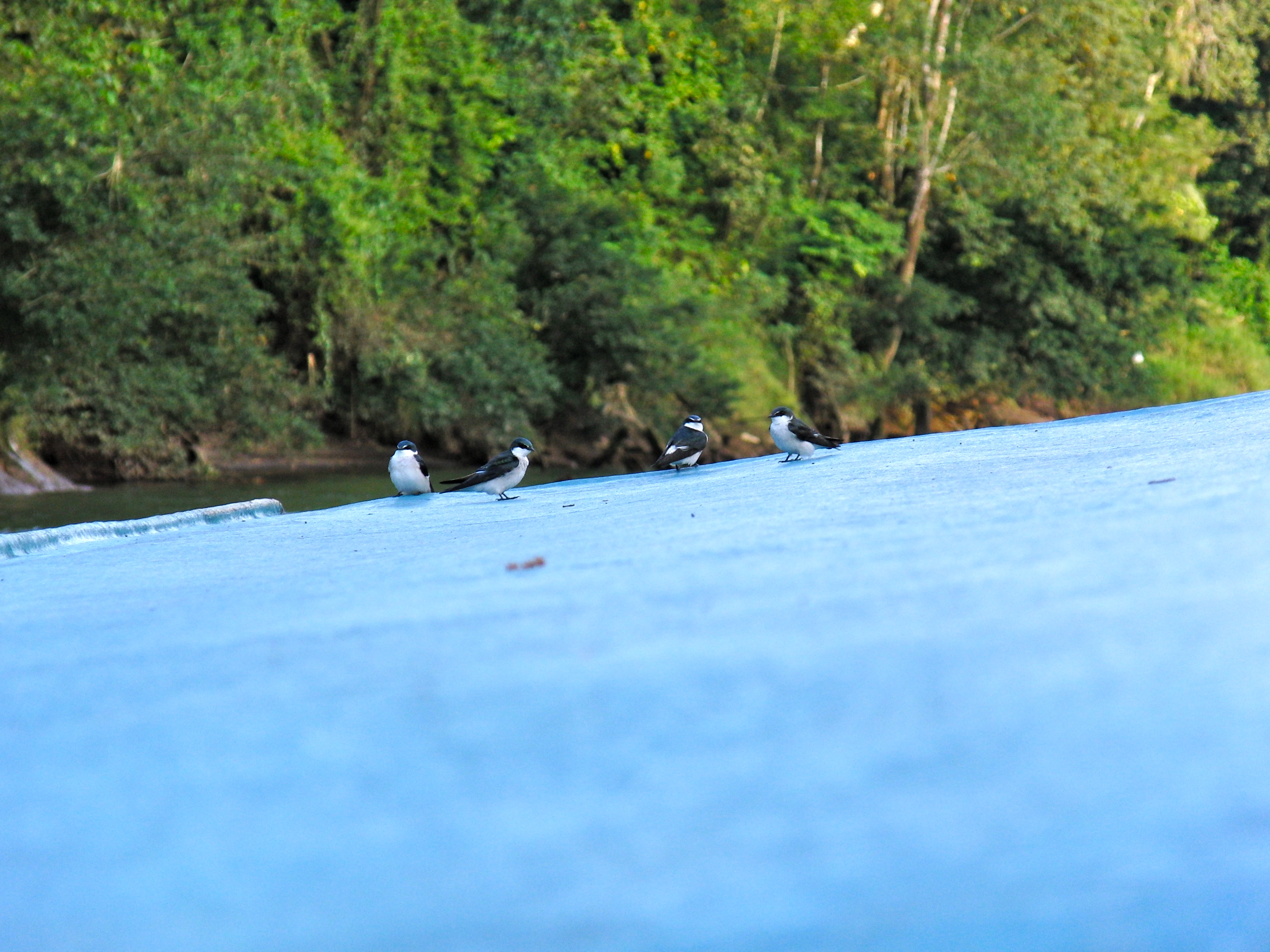 Mangrove swallows