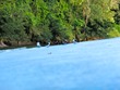 Mangrove swallows