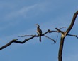 Anhinga