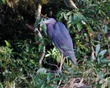 Little Blue Heron